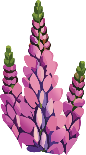 graphic of a Lupin flower, shades of pink